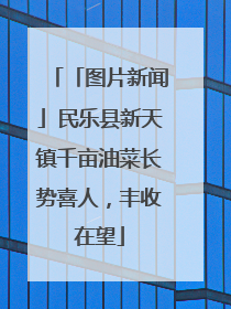 「图片新闻」民乐县新天镇千亩油菜长势喜人，丰收在望