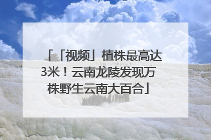 「视频」植株最高达3米！云南龙陵发现万株野生云南大百合