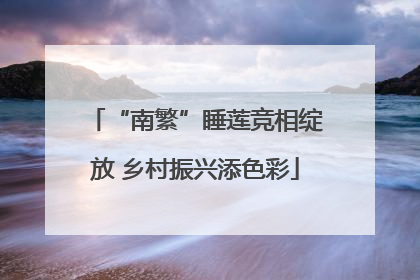 “南繁”睡莲竞相绽放 乡村振兴添色彩