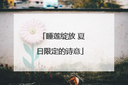睡莲绽放 夏日限定的诗意