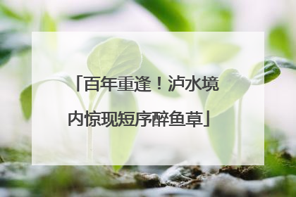 百年重逢！泸水境内惊现短序醉鱼草