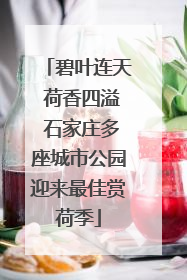 碧叶连天 荷香四溢 石家庄多座城市公园迎来最佳赏荷季
