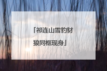祁连山雪豹豺狼同框现身