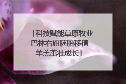 科技赋能草原牧业 巴林右旗胚胎移植羊羔茁壮成长