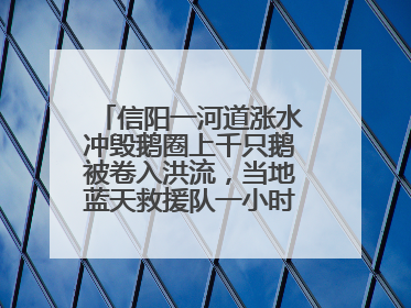 信阳一河道涨水冲毁鹅圈上千只鹅被卷入洪流，当地蓝天救援队一小时赶鹅上岸