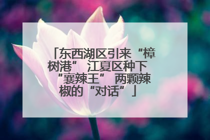 东西湖区引来“樟树港” 江夏区种下“襄辣王” 两颗辣椒的“对话”