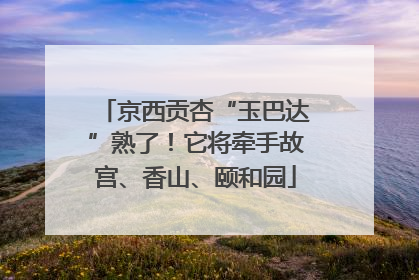 京西贡杏“玉巴达”熟了！它将牵手故宫、香山、颐和园