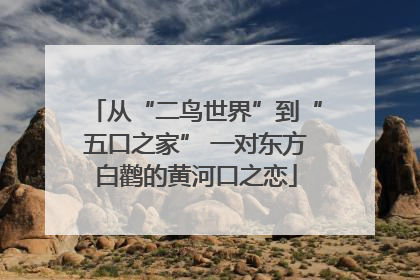 从“二鸟世界”到“五口之家” 一对东方白鹳的黄河口之恋