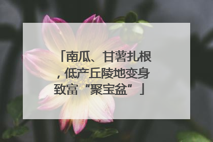 南瓜、甘薯扎根，低产丘陵地变身致富“聚宝盆”