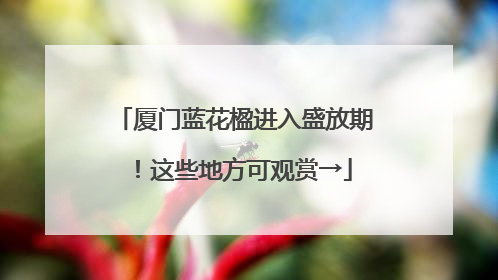 厦门蓝花楹进入盛放期！这些地方可观赏→