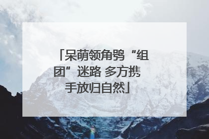 呆萌领角鸮“组团”迷路 多方携手放归自然