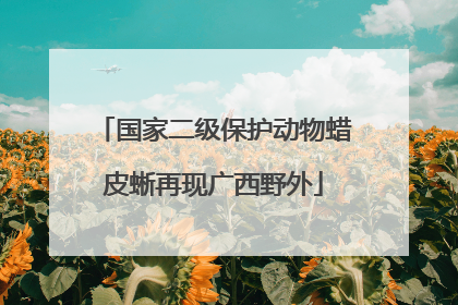 国家二级保护动物蜡皮蜥再现广西野外