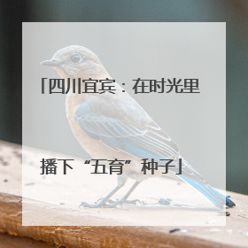 四川宜宾：在时光里播下“五育”种子