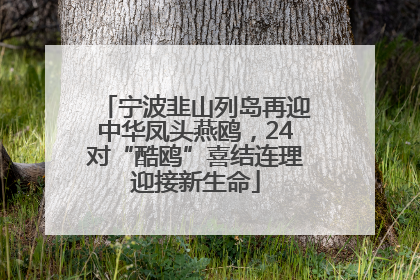 宁波韭山列岛再迎中华凤头燕鸥，24对“酷鸥”喜结连理迎接新生命