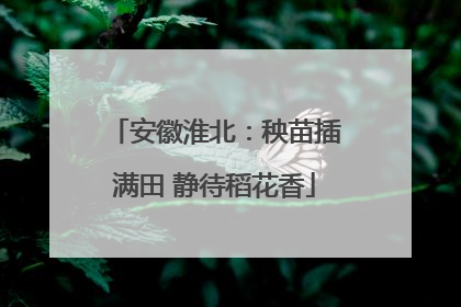 安徽淮北：秧苗插满田 静待稻花香