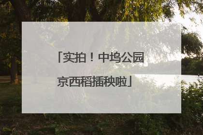 实拍！中坞公园京西稻插秧啦