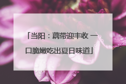 当阳：藕带迎丰收 一口脆嫩吃出夏日味道