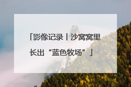 影像记录丨沙窝窝里长出“蓝色牧场”