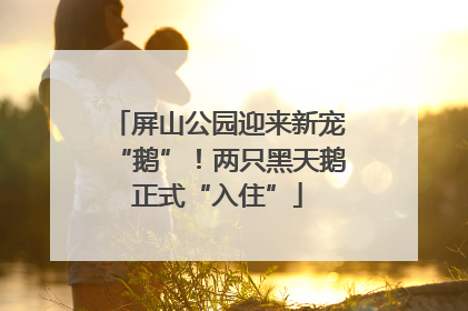 屏山公园迎来新宠“鹅”！两只黑天鹅正式“入住”