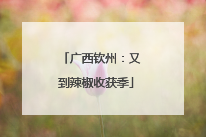 广西钦州：又到辣椒收获季