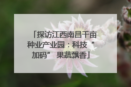 探访江西南昌千亩种业产业园：科技“加码” 果蔬飘香