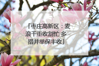枣庄高新区：麦浪千重收割忙 多措并举保丰收