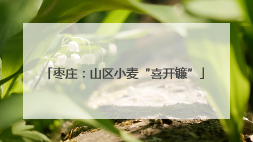 枣庄：山区小麦“喜开镰”