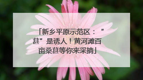 新乡平原示范区：“葚”是诱人！黄河滩百亩桑葚等你来采摘