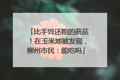 比手臂还粗的蘑菇！在玉米地被发现，柳州市民：能吃吗
