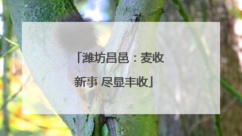 潍坊昌邑：麦收新事 尽显丰收