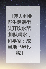 澳大利亚野生鹦鹉街头开饮水器排队喝水，科学家：成当地鸟界传统