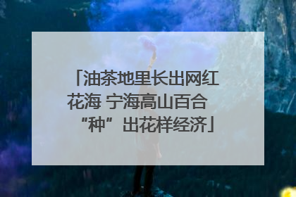 油茶地里长出网红花海 宁海高山百合“种”出花样经济