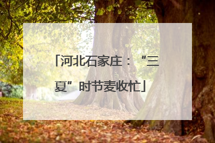 河北石家庄：“三夏”时节麦收忙