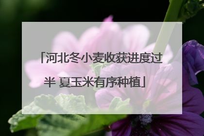 河北冬小麦收获进度过半 夏玉米有序种植