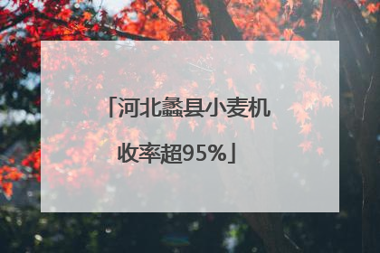 河北蠡县小麦机收率超95%