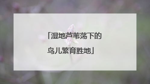 湿地芦苇荡下的鸟儿繁育胜地