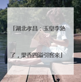 湖北孝昌：玉皇李熟了，果香四溢引客来