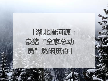 湖北堵河源：豪猪“全家总动员”悠闲觅食