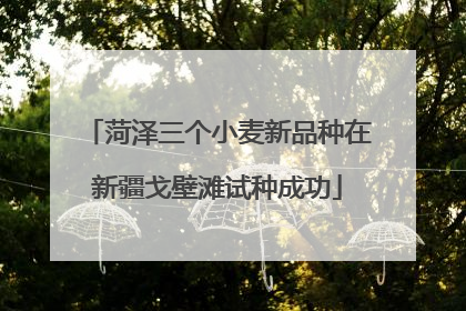 菏泽三个小麦新品种在新疆戈壁滩试种成功