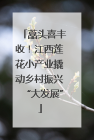 藠头喜丰收！江西莲花小产业撬动乡村振兴“大发展”