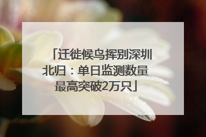 迁徙候鸟挥别深圳北归：单日监测数量最高突破2万只