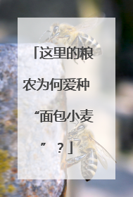 这里的粮农为何爱种“面包小麦”？