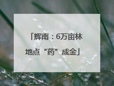 辉南：6万亩林地点“药”成金