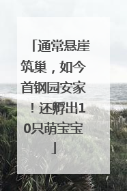 通常悬崖筑巢，如今首钢园安家！还孵出10只萌宝宝
