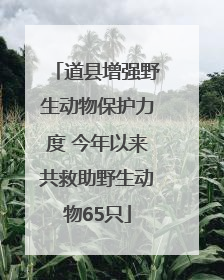 道县增强野生动物保护力度 今年以来共救助野生动物65只