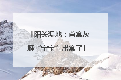 阳关湿地：首窝灰雁“宝宝”出窝了