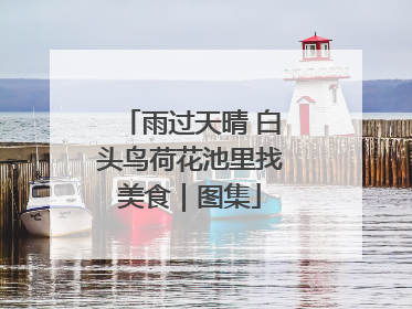 雨过天晴 白头鸟荷花池里找美食｜图集