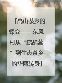 高山茶乡的蝶变——东风村从“鹧鸪营”到生态茶乡的华丽转身