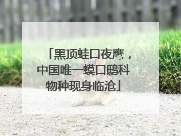 黑顶蛙口夜鹰，中国唯一蟆口鸱科物种现身临沧