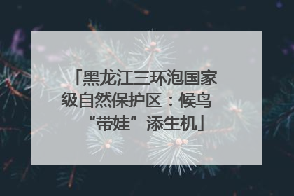 黑龙江三环泡国家级自然保护区：候鸟“带娃”添生机